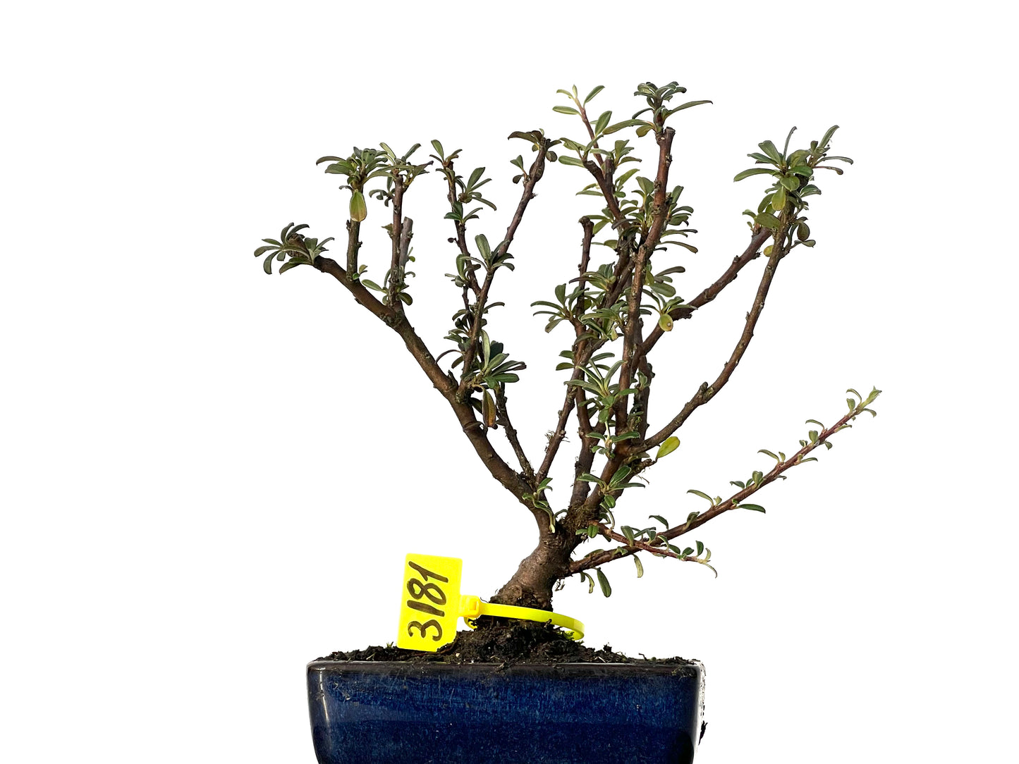 Cotoneaster Microphyllus 3181