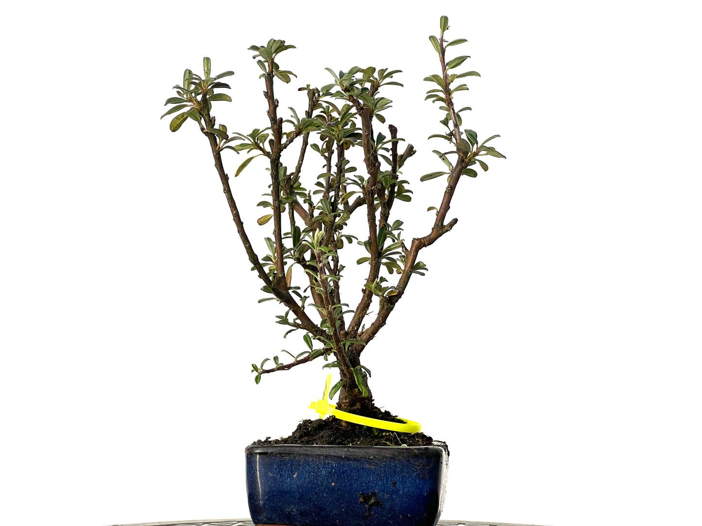 Cotoneaster Microphyllus 3181