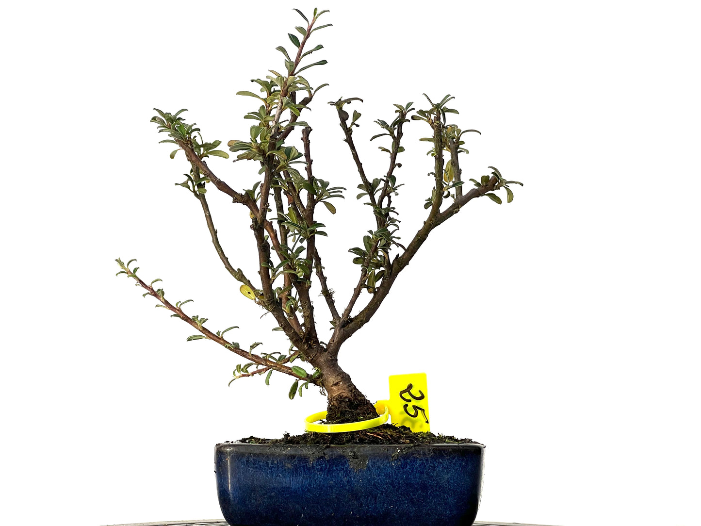 Cotoneaster Microphyllus 3181