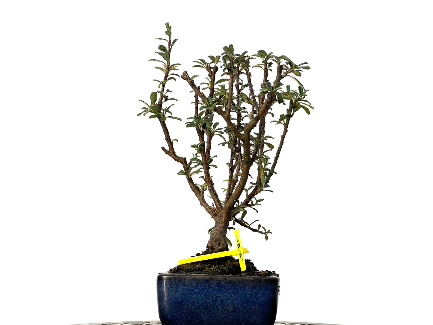 Cotoneaster Microphyllus 3181