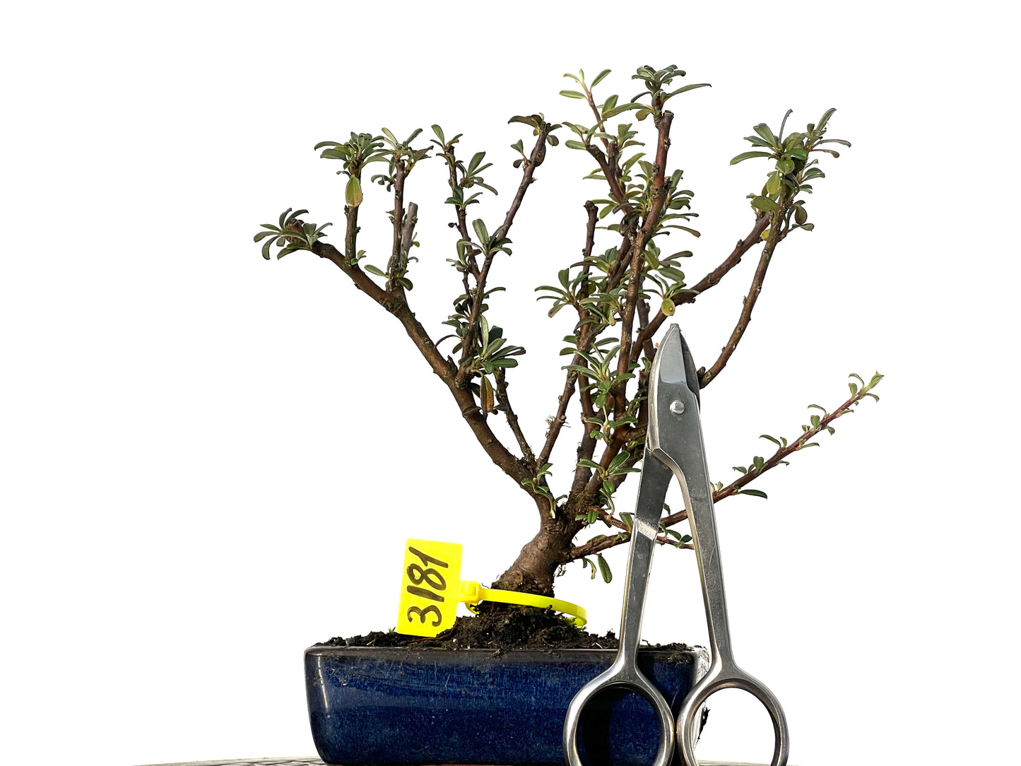 Cotoneaster Microphyllus 3181