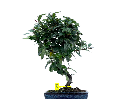 Pyracantha 1749