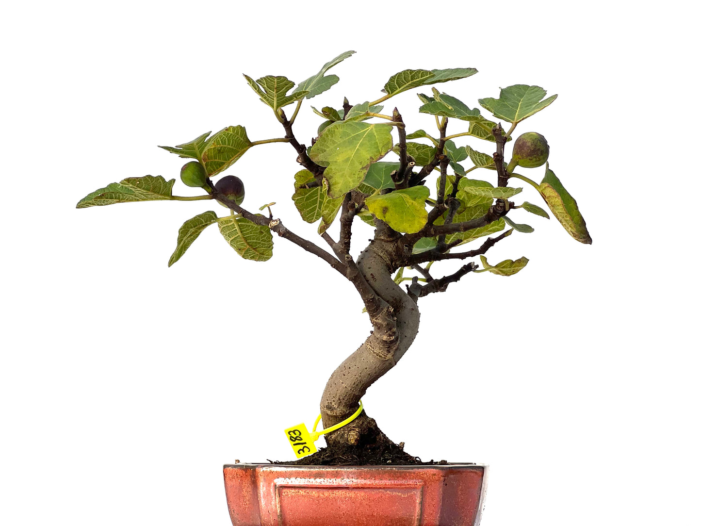 Ficus Carica 3183
