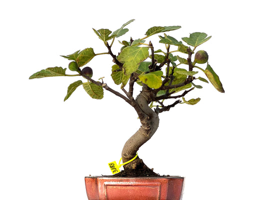 Ficus Carica 3183