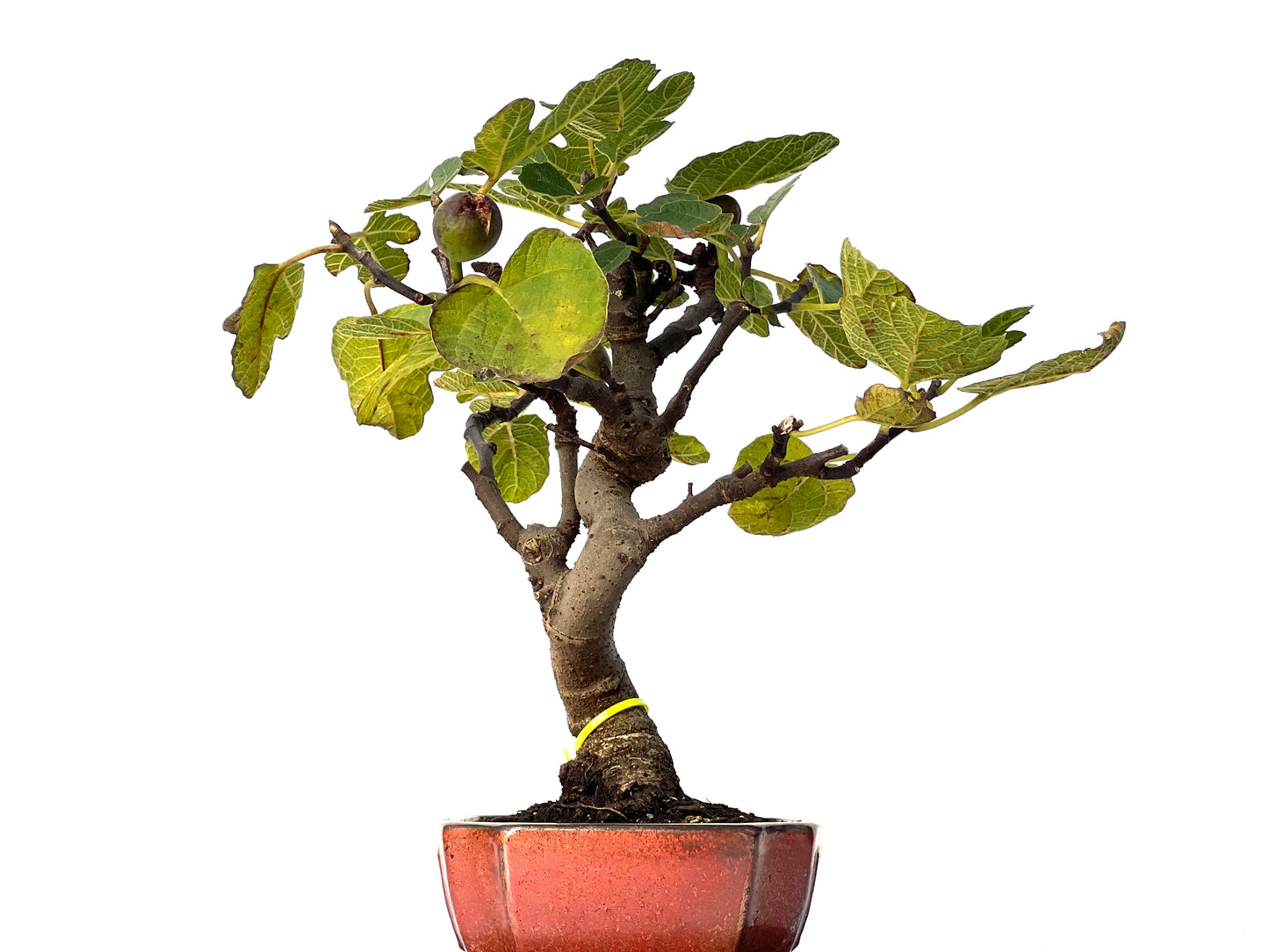 Ficus Carica 3183