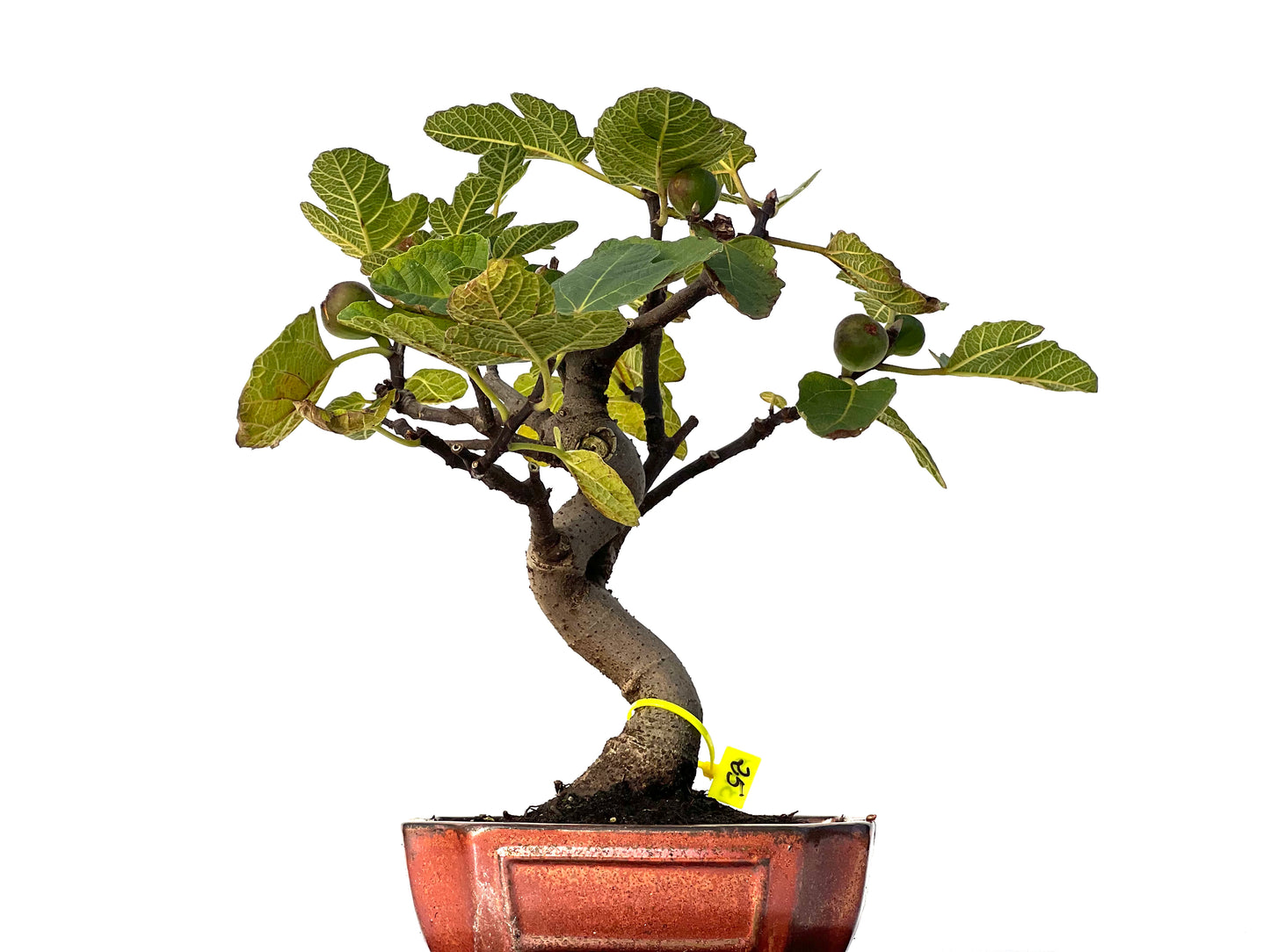 Ficus Carica 3183
