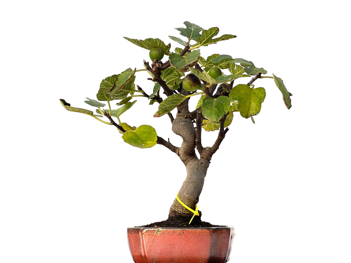 Ficus Carica 3183