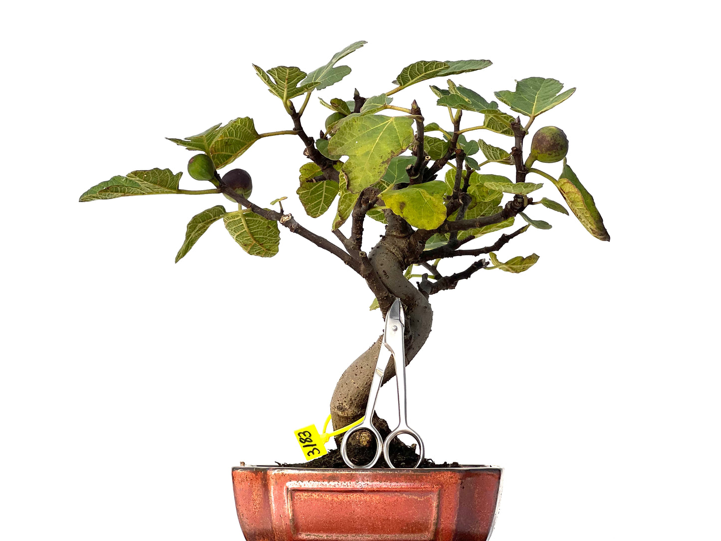 Ficus Carica 3183