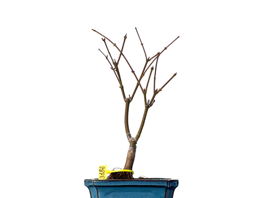 Acer Palmatum Atropurpureum 3182