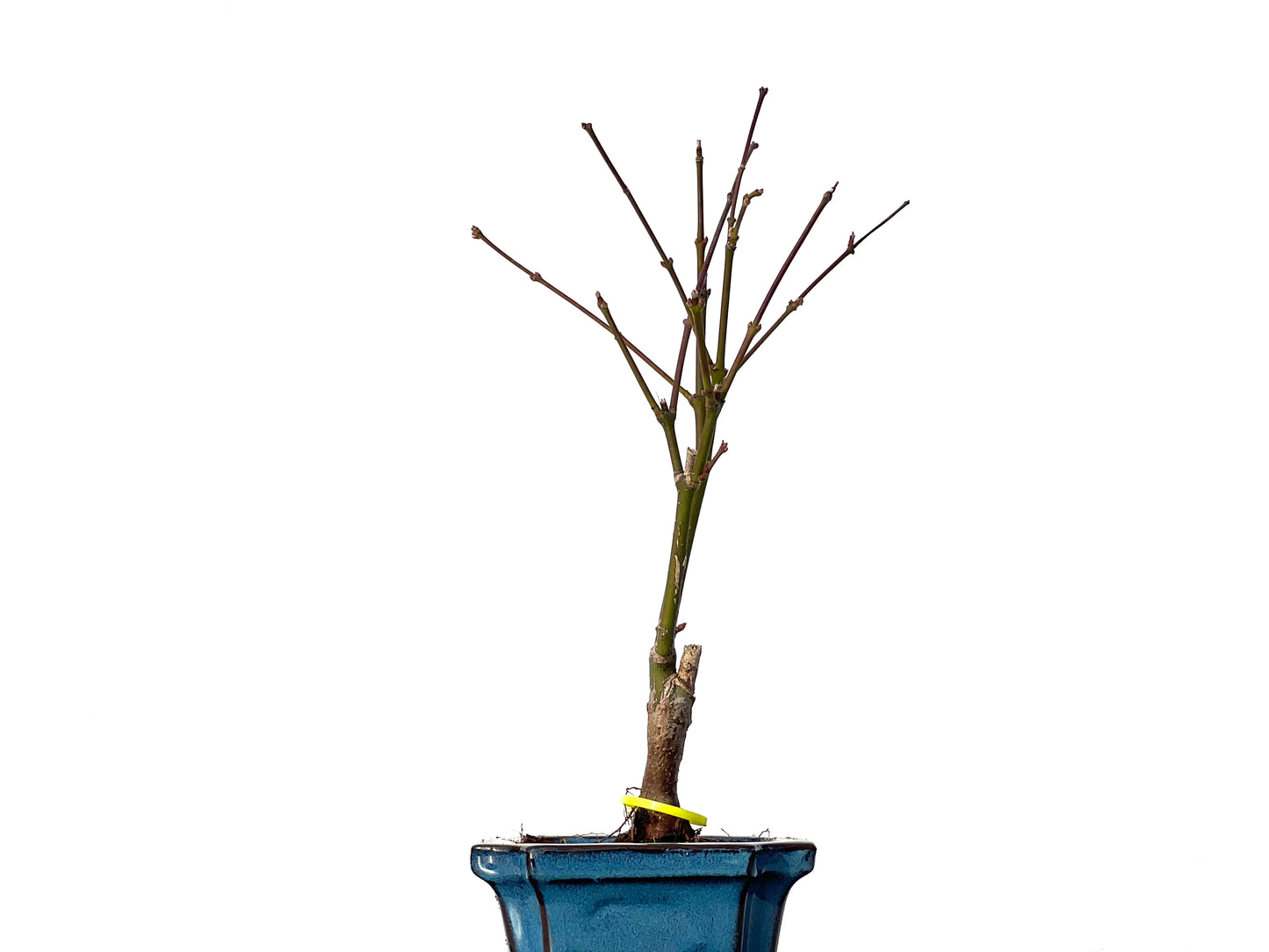 Acer Palmatum Atropurpureum 3182