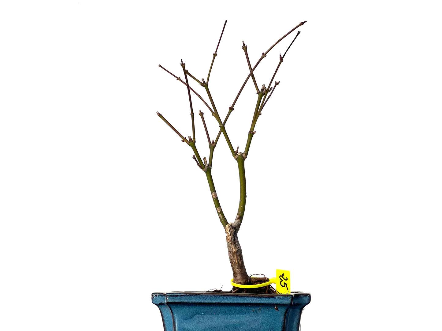 Acer Palmatum Atropurpureum 3182