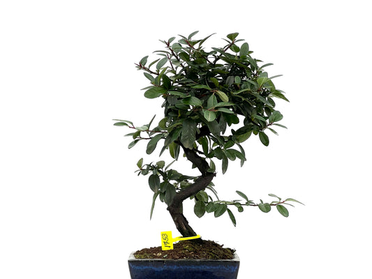 Pyricantha 1753