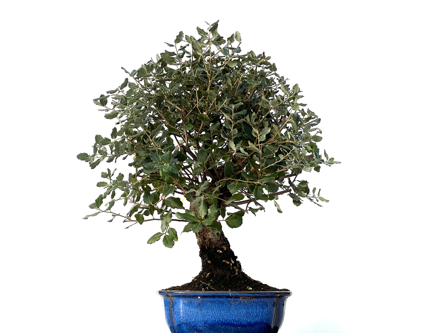 Quercus Suber 3174
