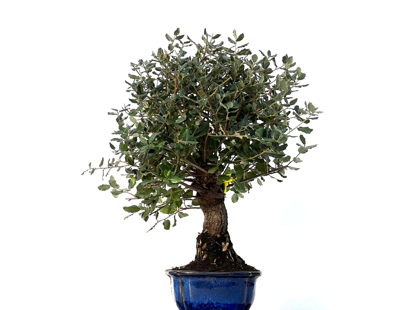 Quercus Suber 3174