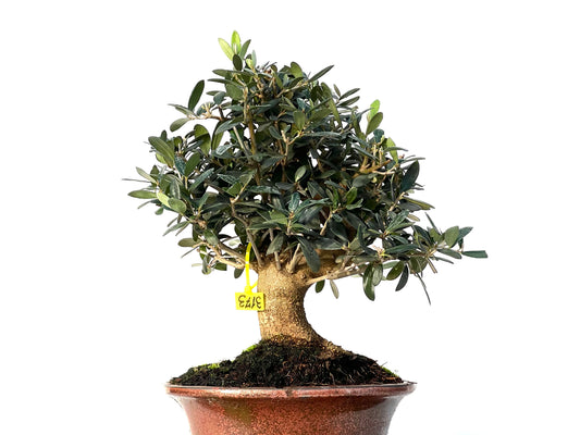 Olea Europaea 3173