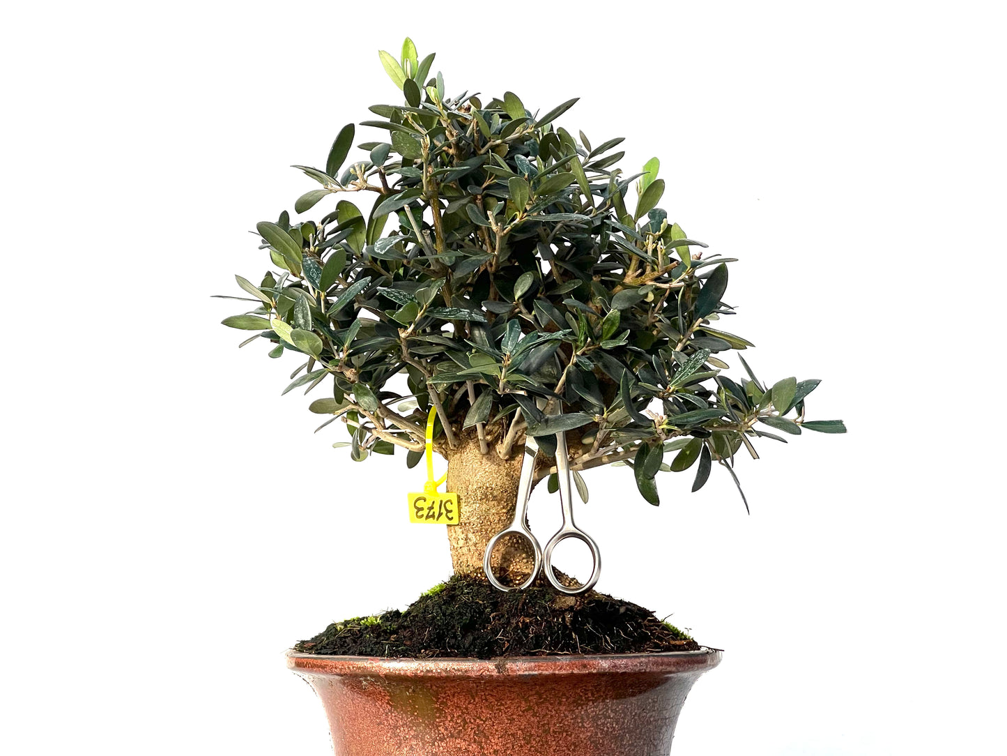 Olea Europaea 3173