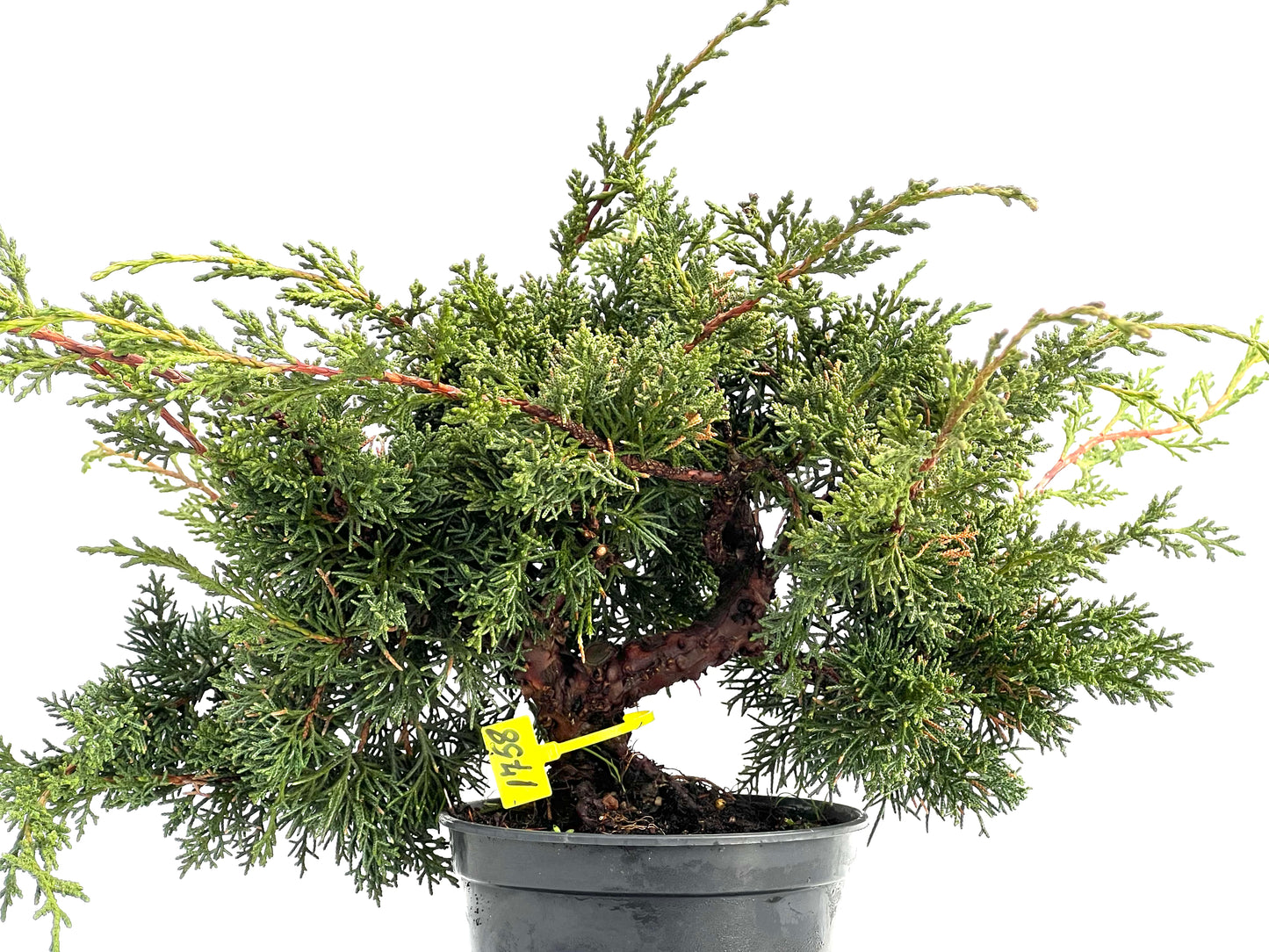 Juniperus Chinensis Kyshu 1758