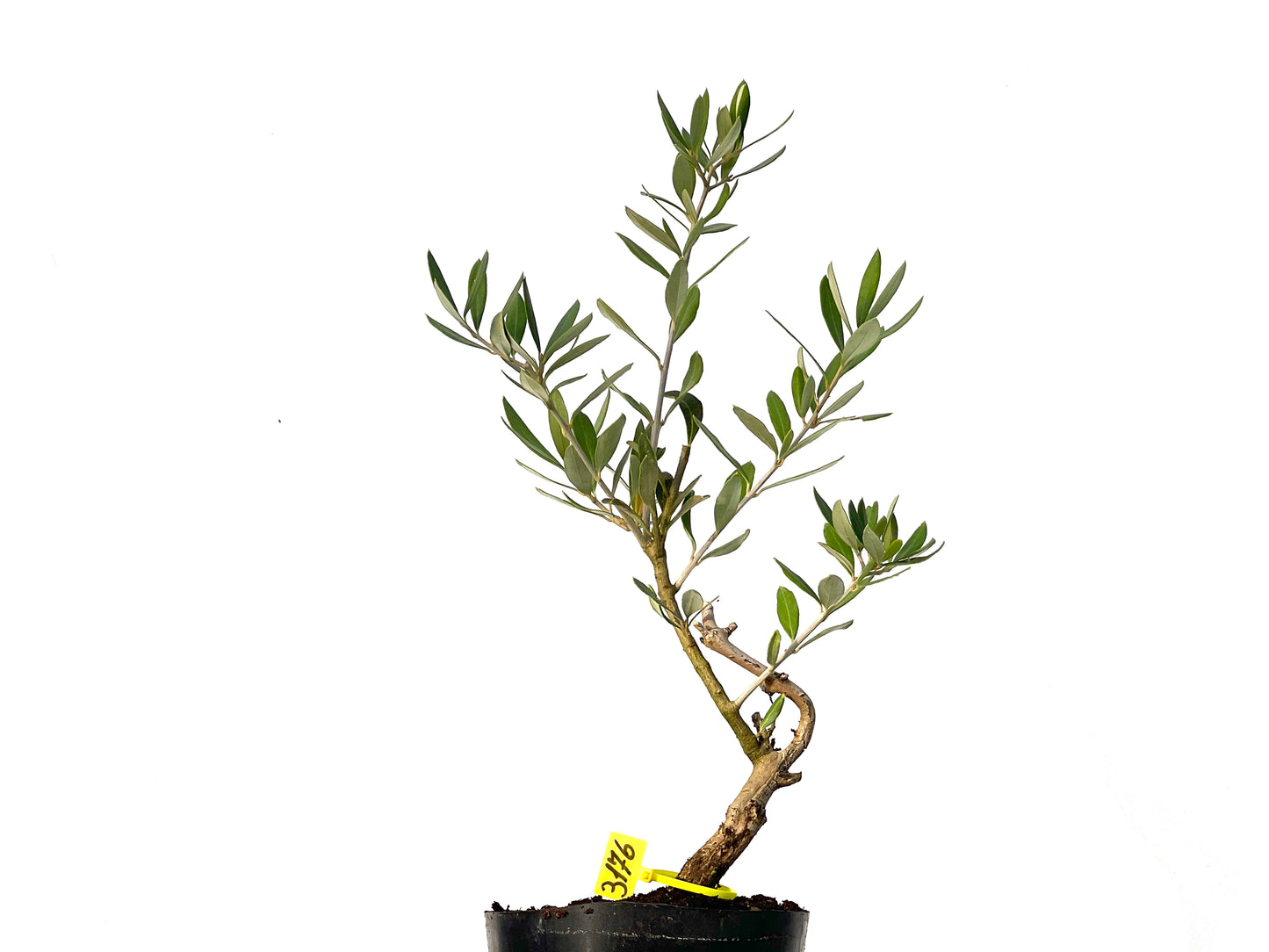 Olea Europaea 3176