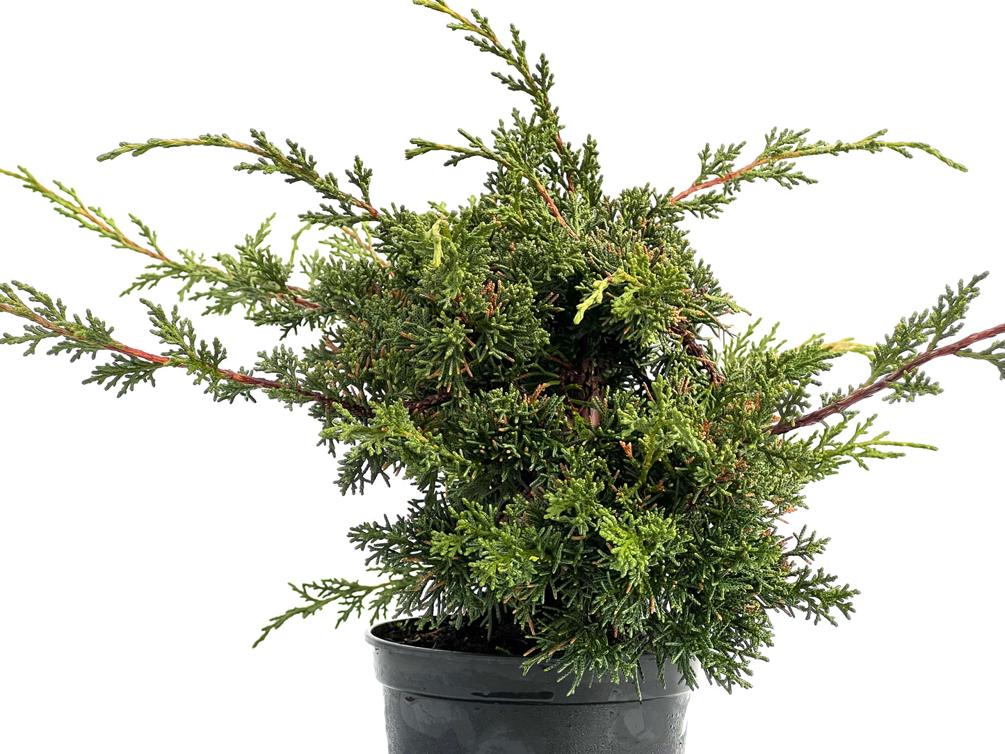 Juniperus Chinensis Kyshu 1758