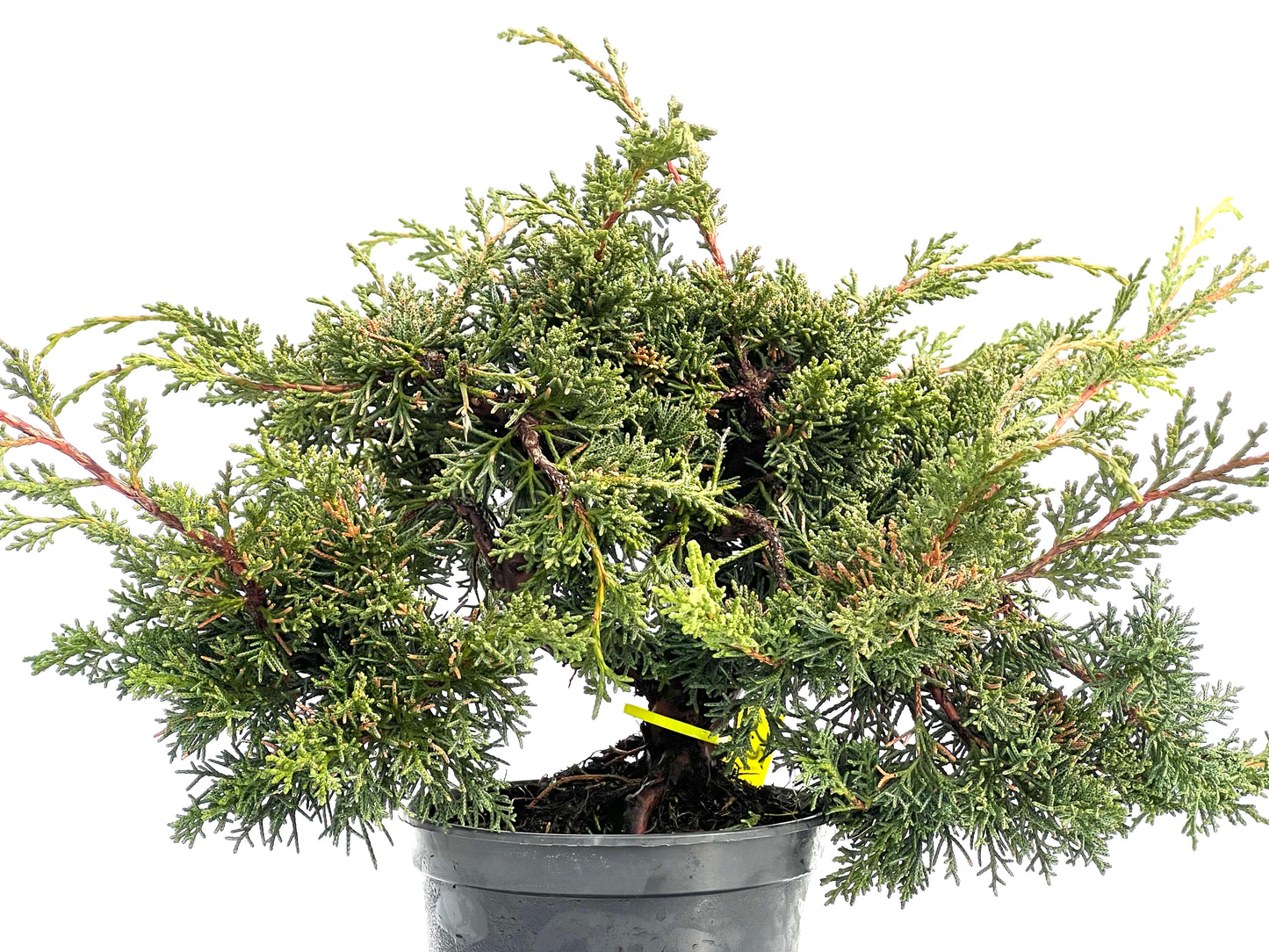 Juniperus Chinensis Kyshu 1758