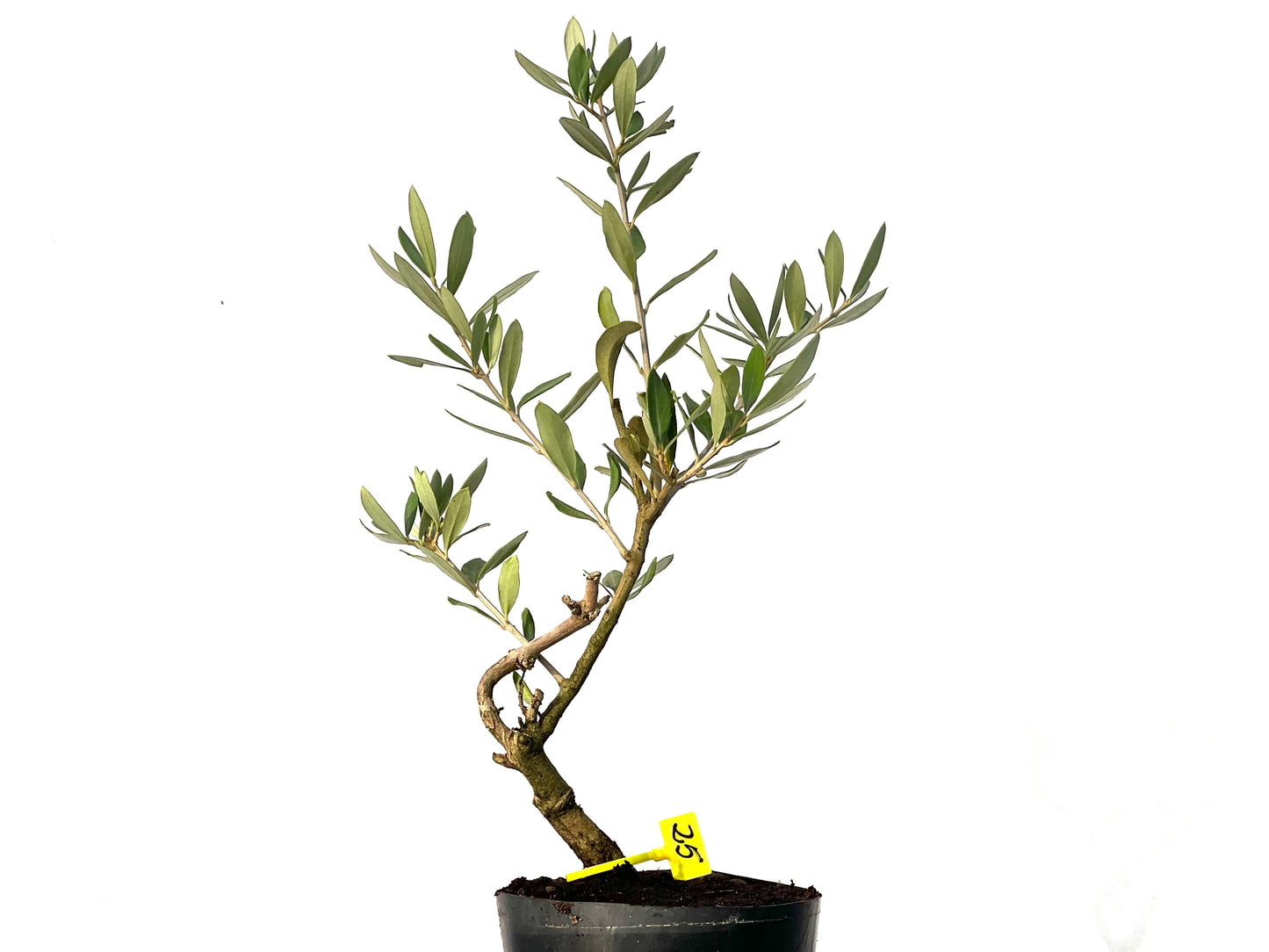 Olea Europaea 3176