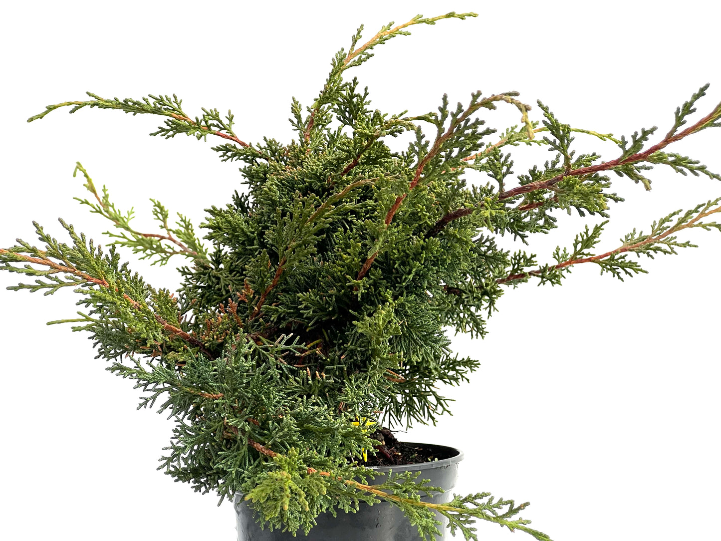 Juniperus Chinensis Kyshu 1758