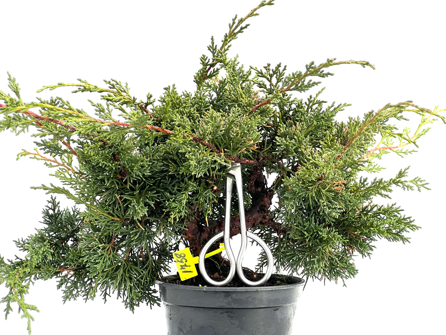 Juniperus Chinensis Kyshu 1758