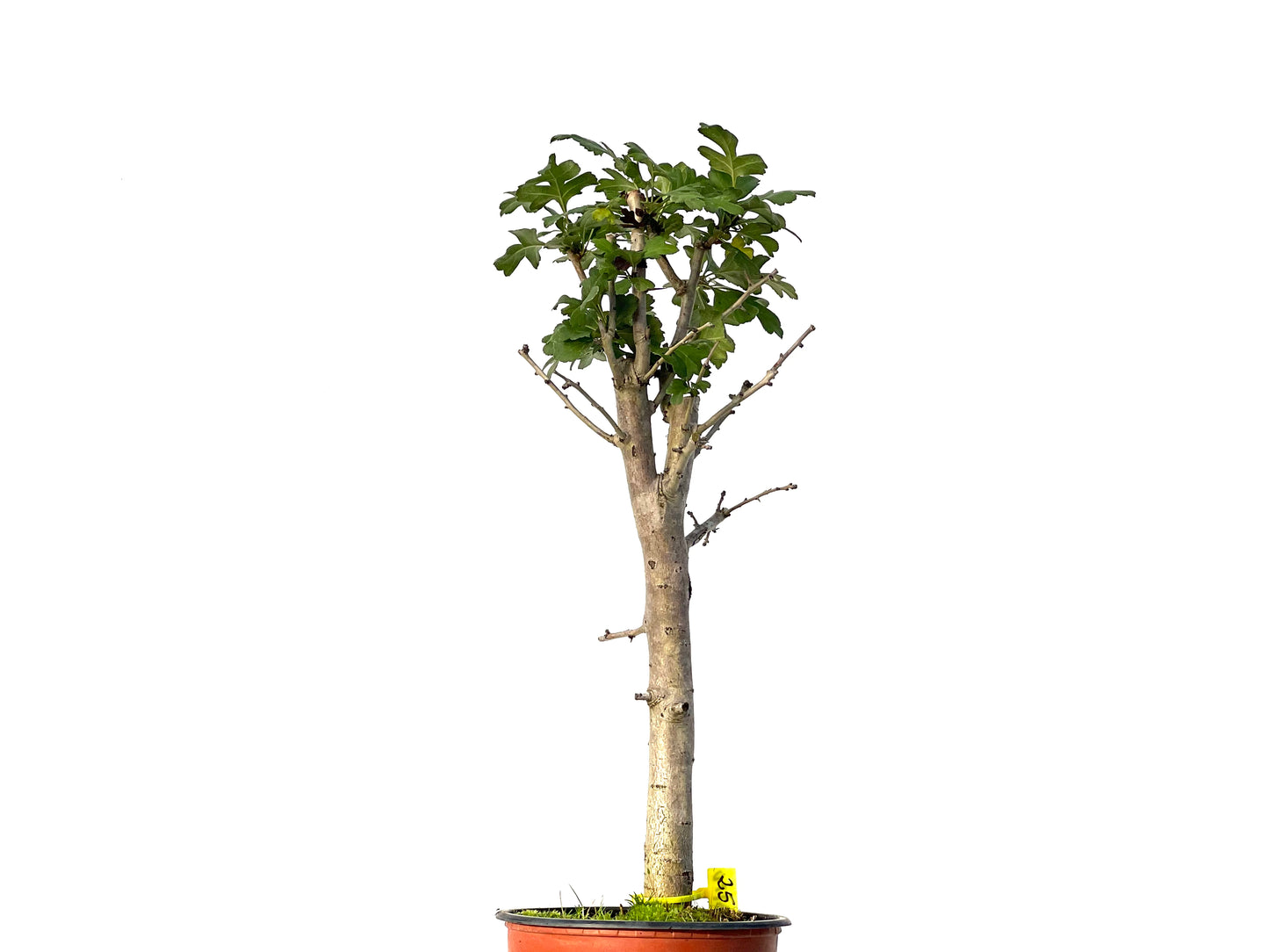 Crataegus Monogyna 3172