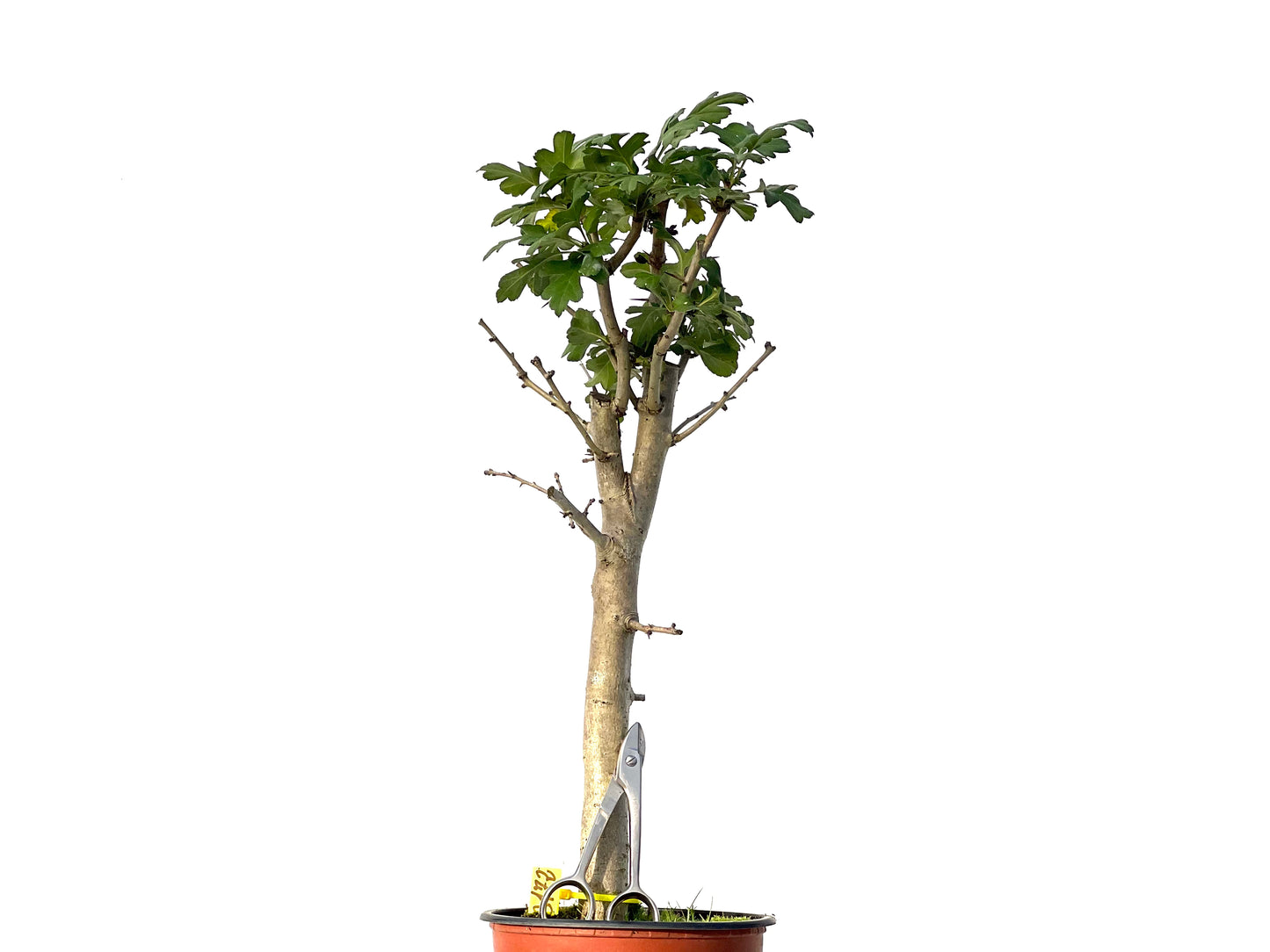 Crataegus Monogyna 3172