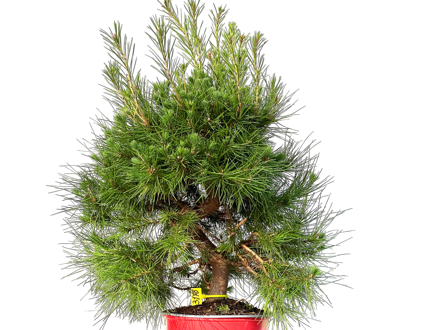 Pinus Halepensis 3178