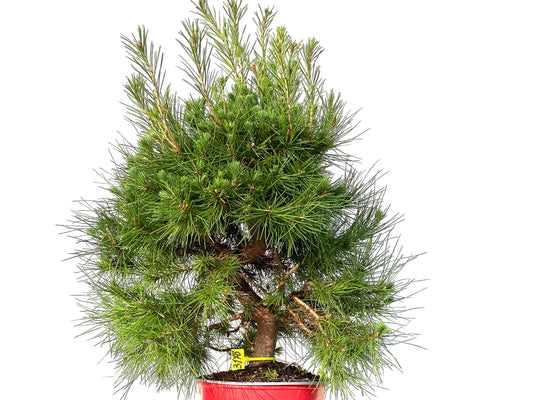 Pinus Halepensis 3178