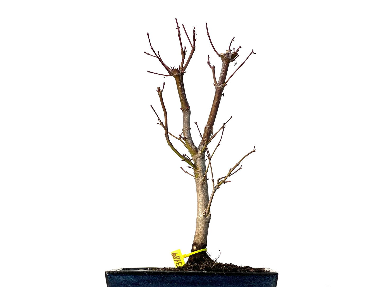 Acer Palmatum Atropurpureum 3189