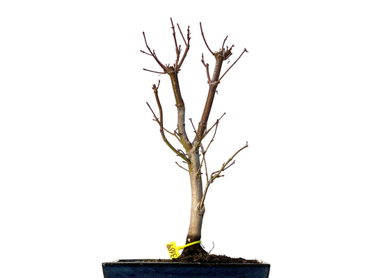 Acer Palmatum Atropurpureum 3189