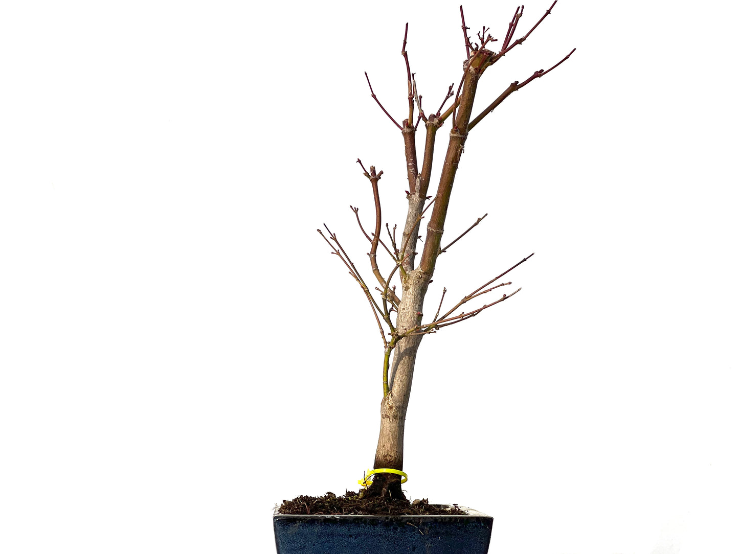 Acer Palmatum Atropurpureum 3189