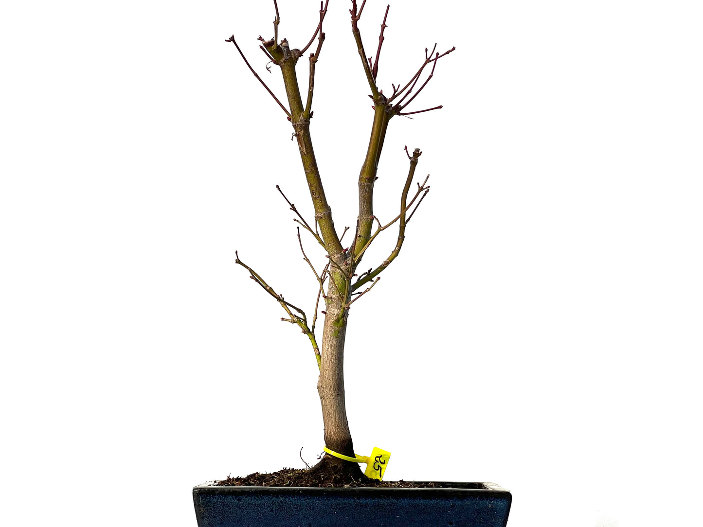 Acer Palmatum Atropurpureum 3189