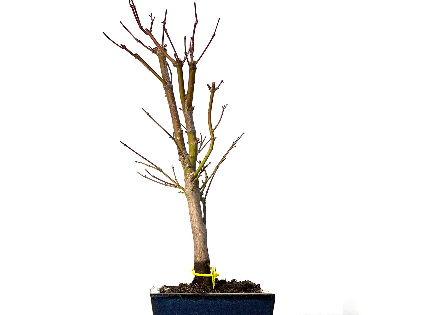 Acer Palmatum Atropurpureum 3189