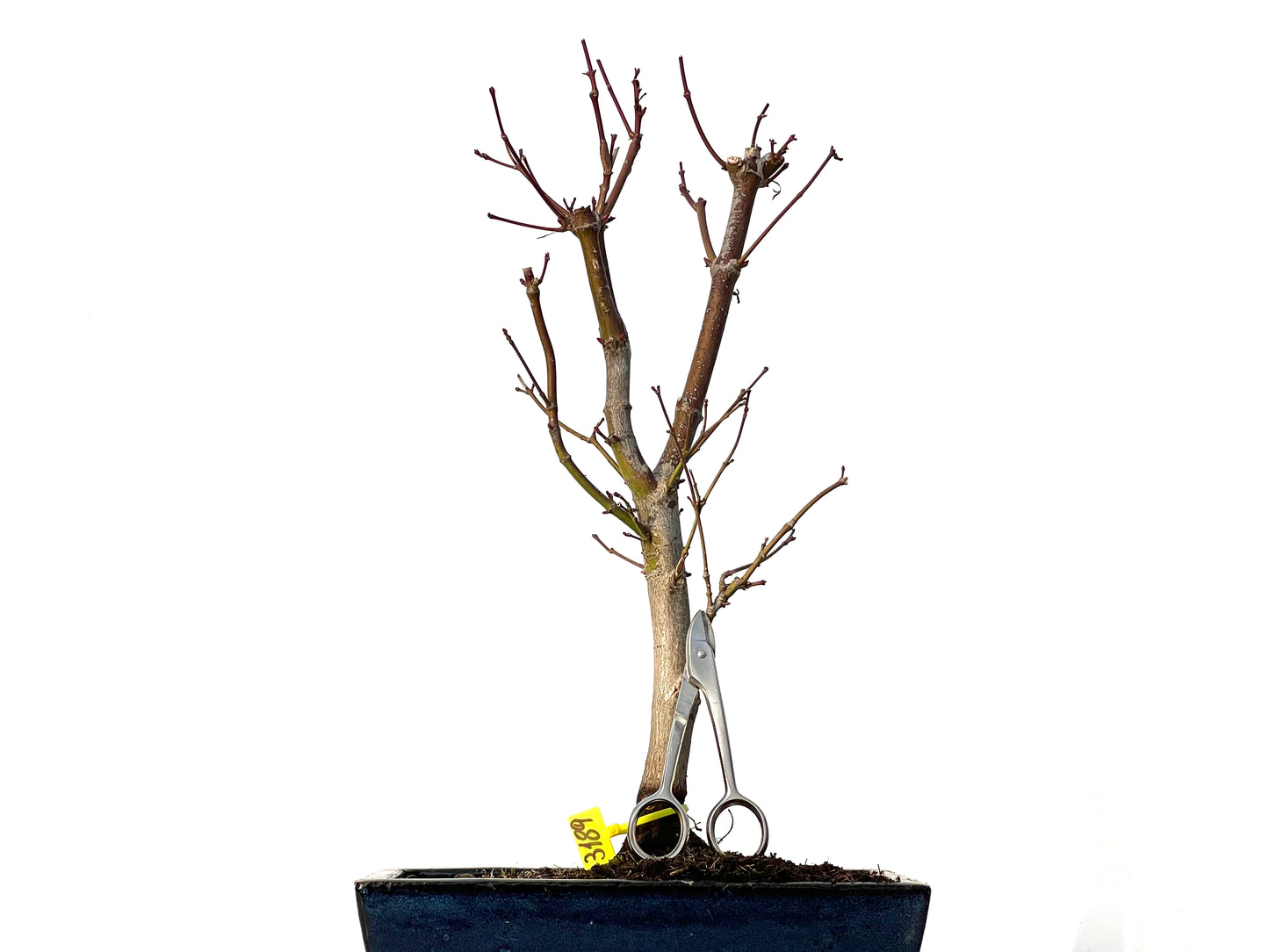 Acer Palmatum Atropurpureum 3189