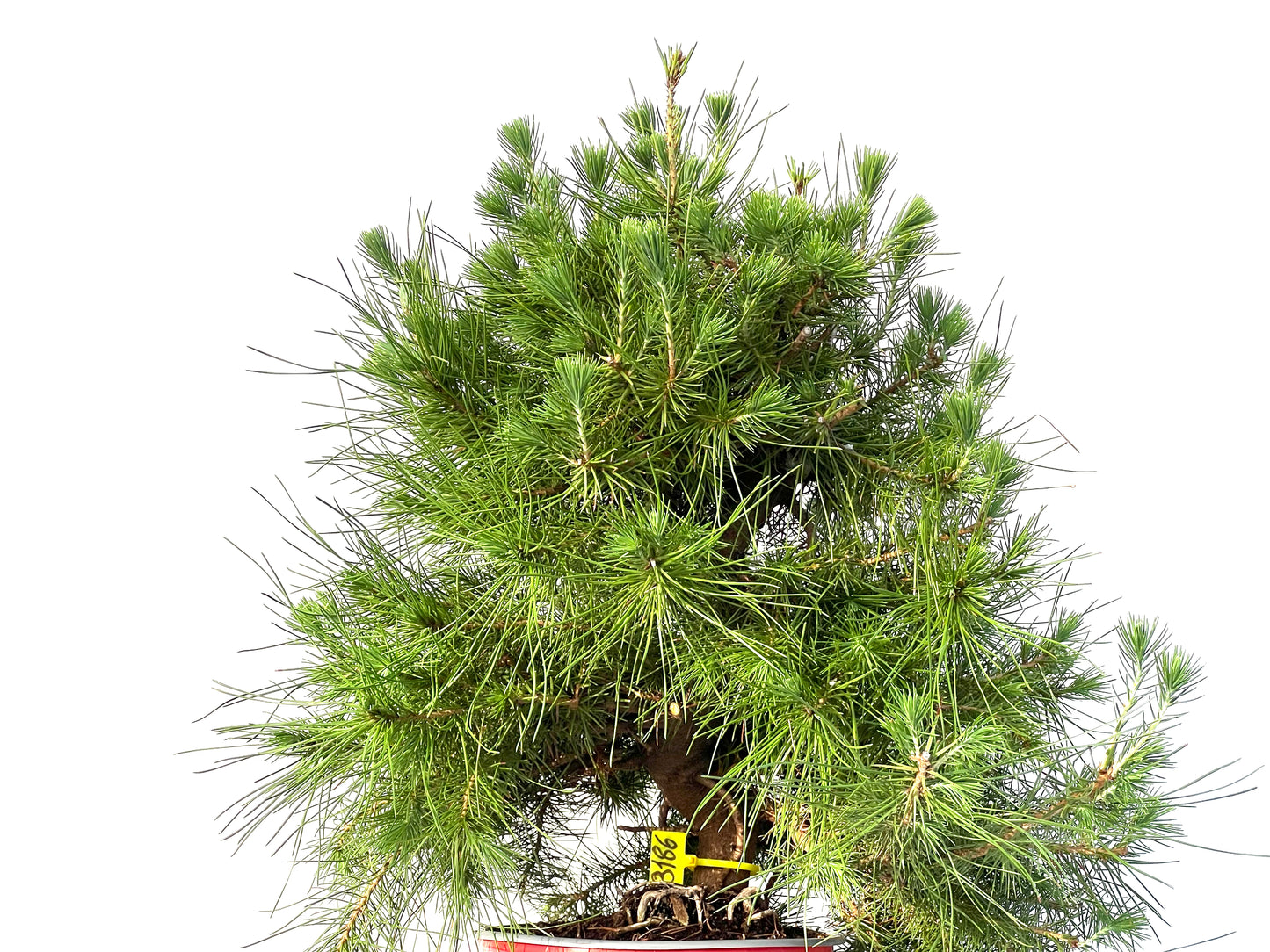 Pinus Halepensis 3186