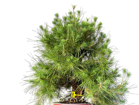 Pinus Halepensis 3186