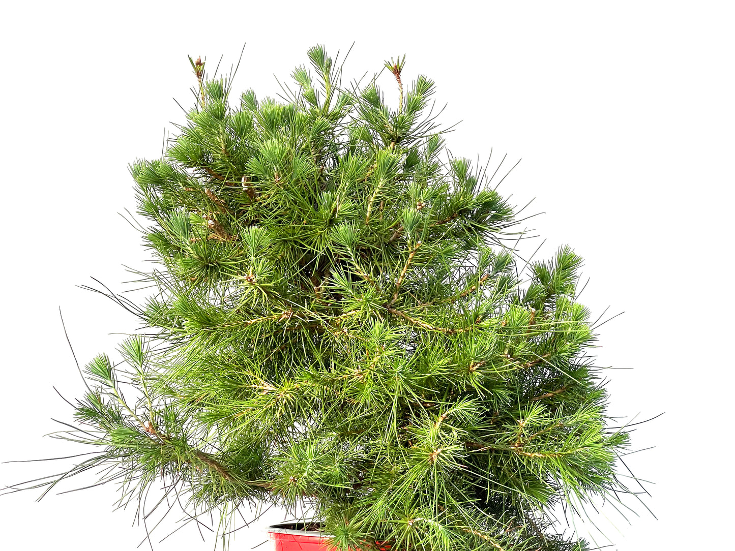 Pinus Halepensis 3186