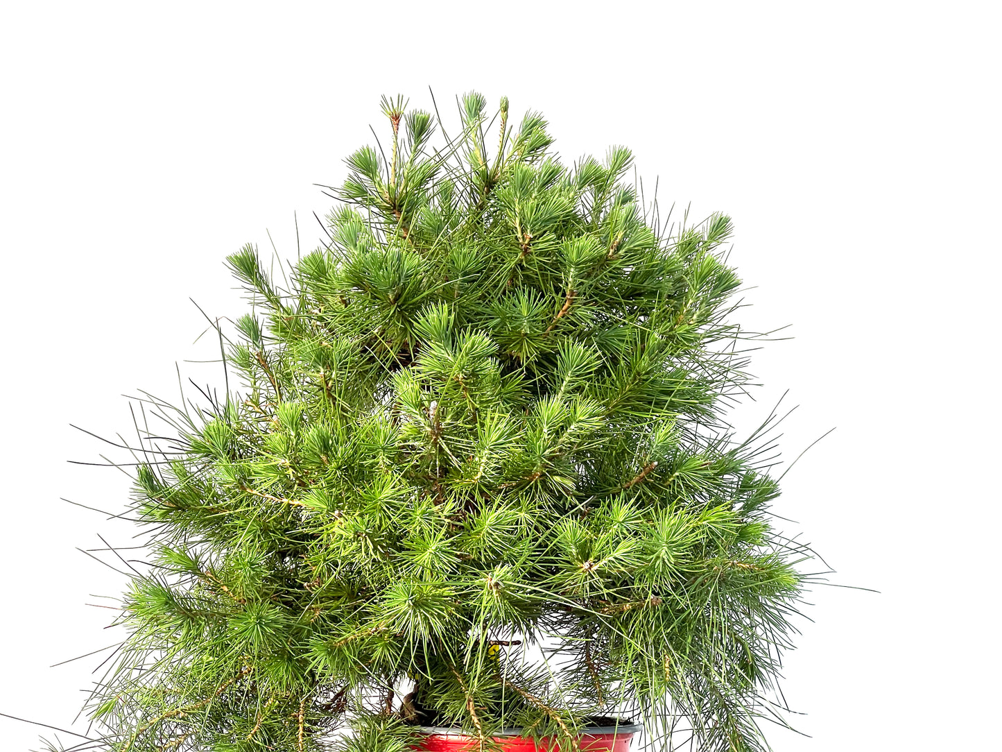 Pinus Halepensis 3186