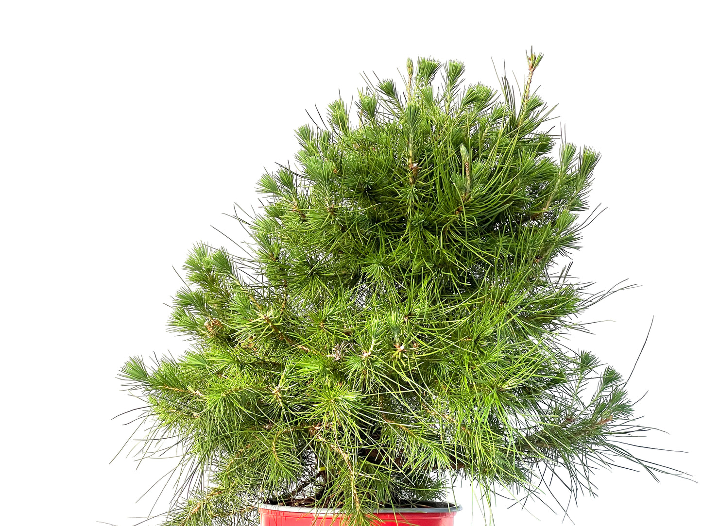 Pinus Halepensis 3186