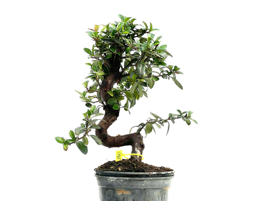 Pyracantha 1763