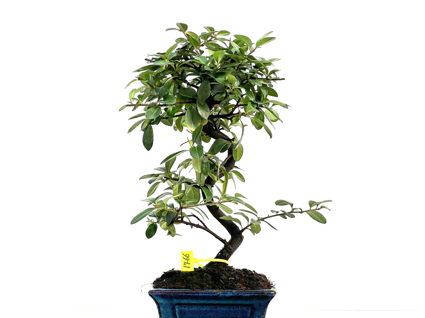 Pyracantha 1766