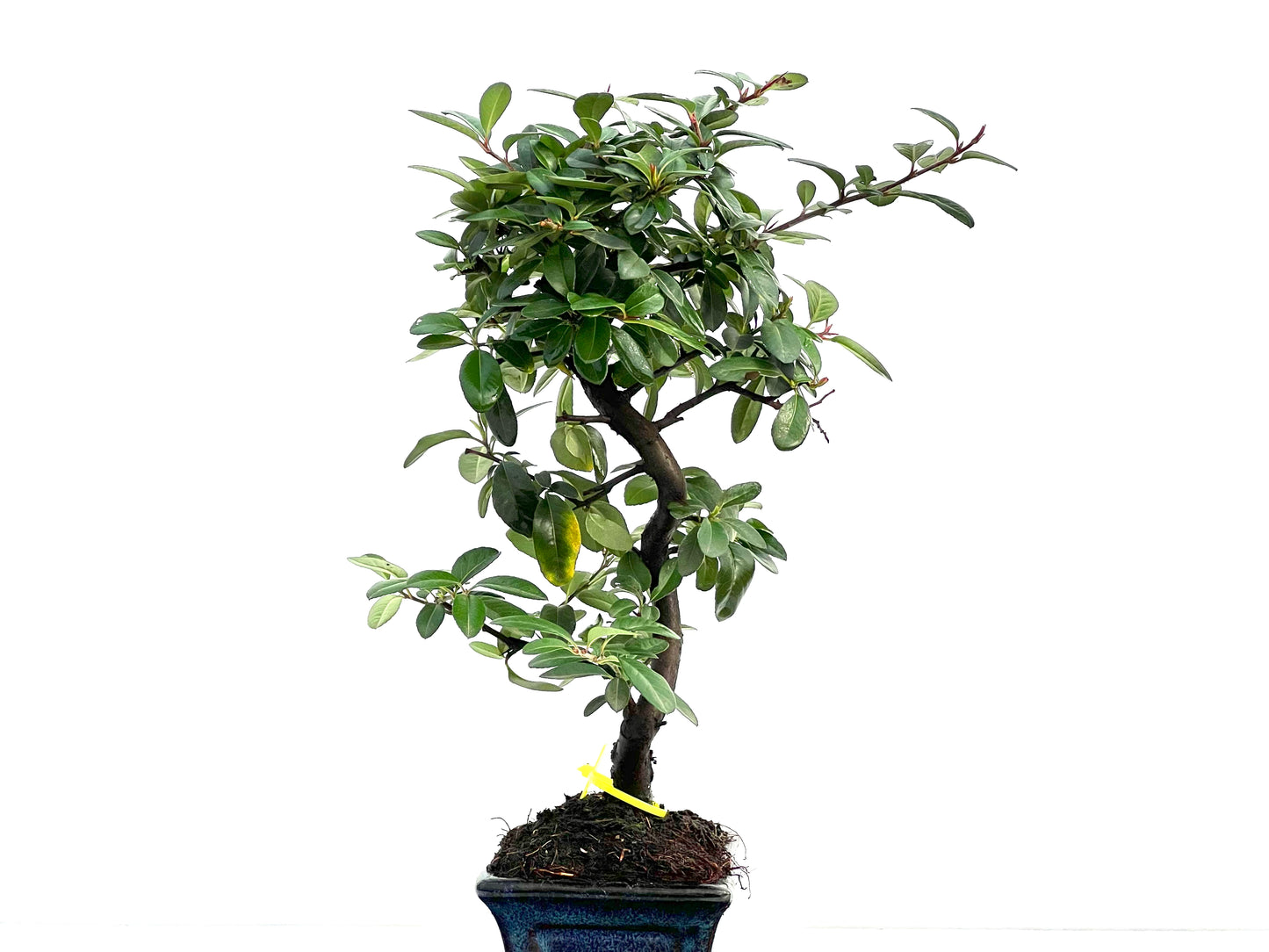 Pyracantha 1766