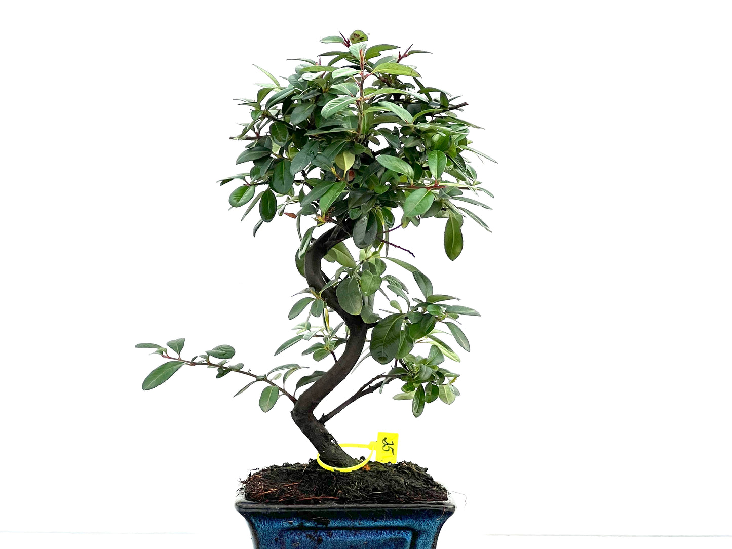 Pyracantha 1766