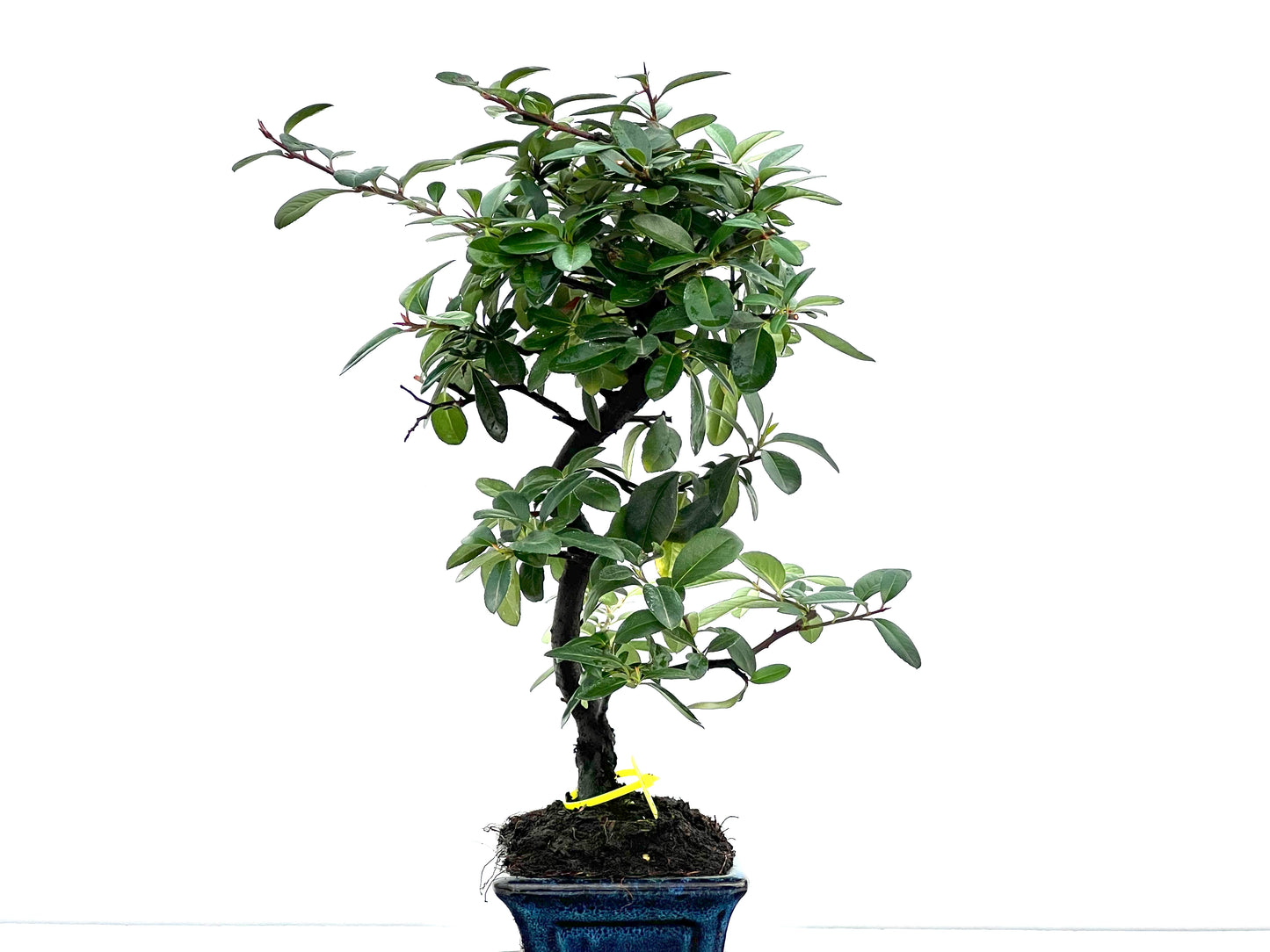 Pyracantha 1766