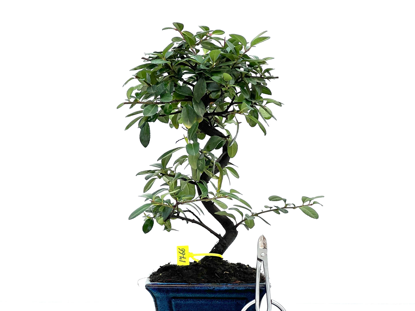 Pyracantha 1766