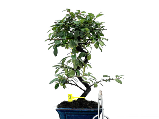 Pyracantha 1766