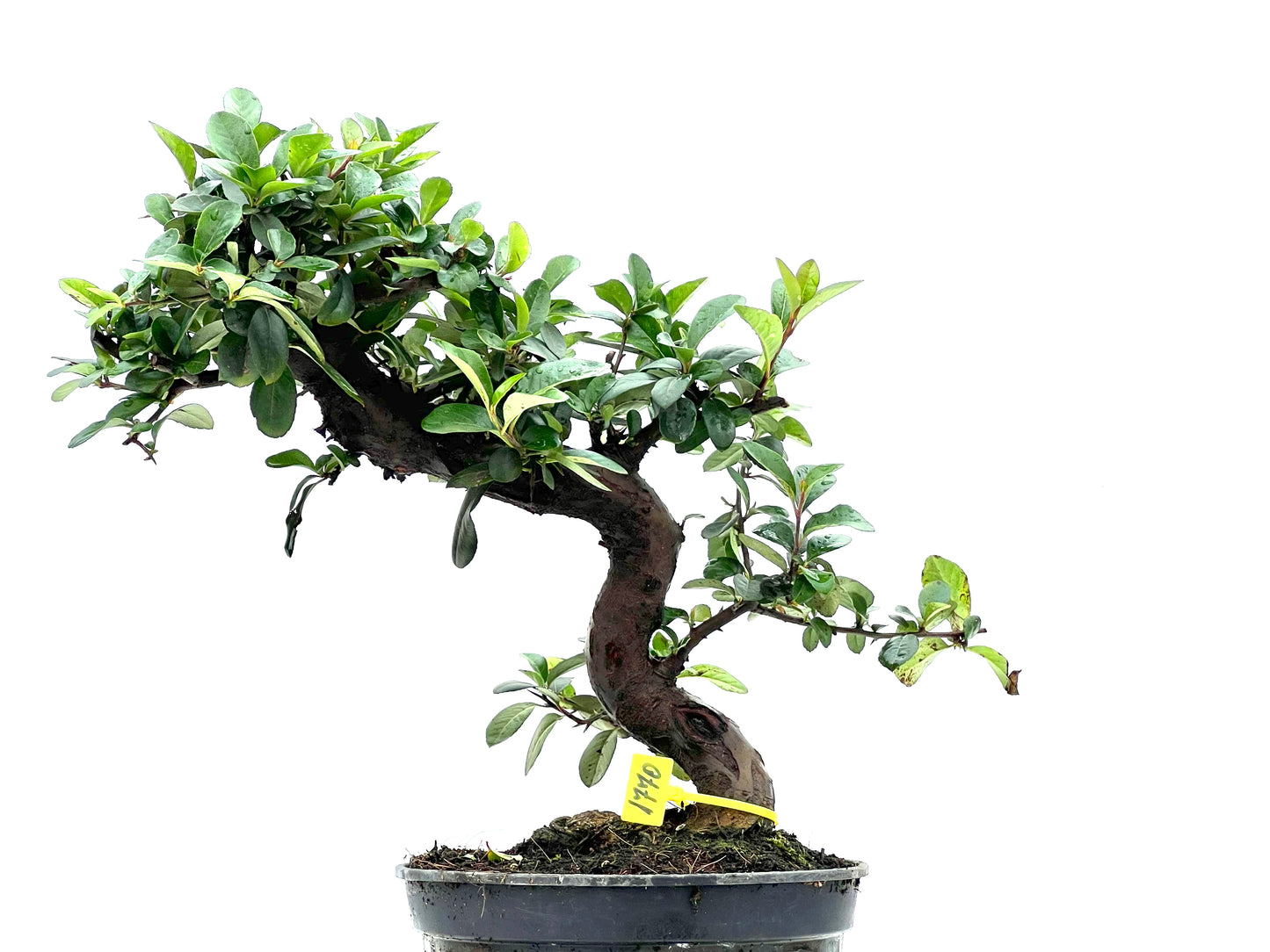 Pyracantha 1770
